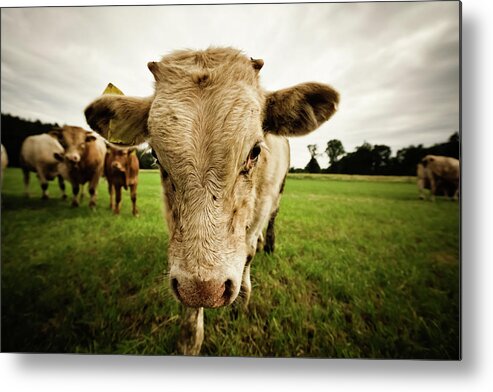 Animal Nose Metal Print featuring the photograph Bull by Cinoby