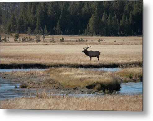 Male Animal Metal Print featuring the photograph Bull Elk In A Landscape by Rpbirdman