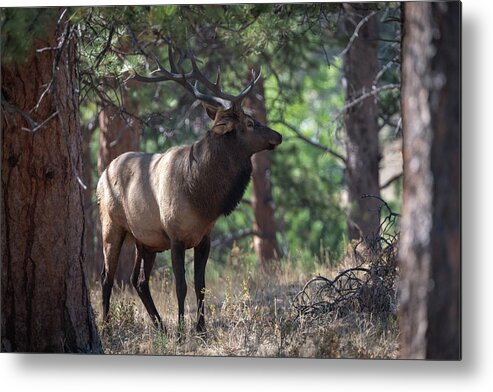  Metal Print featuring the photograph Bull Elk by Philip Rodgers
