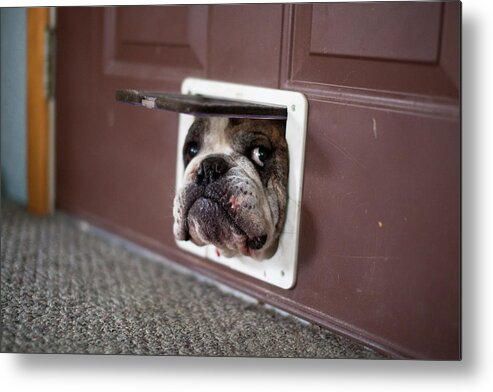 Pets Metal Print featuring the photograph Bulldog Trying To Get Through A Cat Door by Alaska Photography