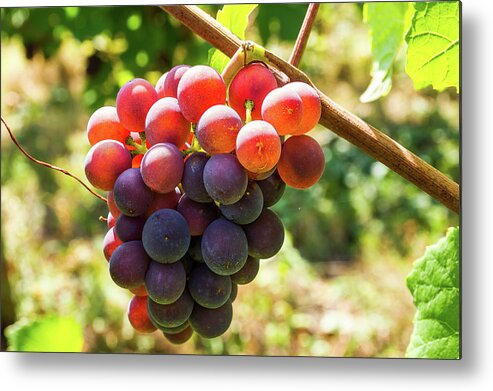 Grape Metal Print featuring the photograph Bunch of grapes - 4 by Paul MAURICE