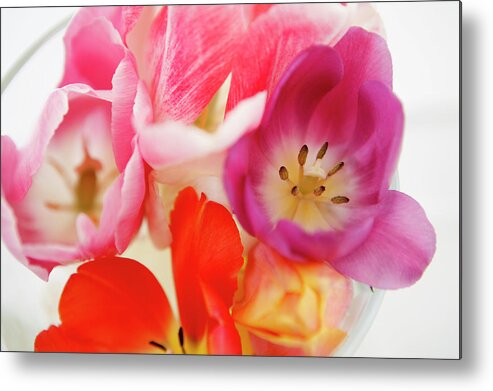 White Background Metal Print featuring the photograph Bunch Of Tulips by Stefanie Grewel