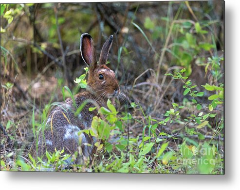 Rabbit Metal Print featuring the photograph Bunny in the Wild by Matthew Nelson