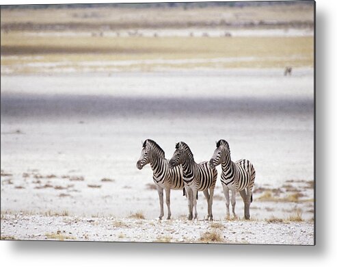 Plains Zebra Metal Print featuring the photograph Burchells Zebra Equus Burchelli by Roine Magnusson