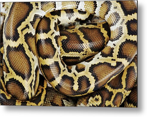 Animal Skin Metal Print featuring the photograph Burmese Python, Close Up, Overhead by Martin Harvey