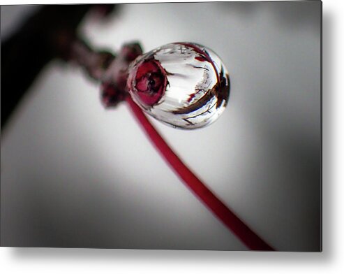 Chrystal Mimbs Metal Print featuring the photograph Burning Bush Water Berry by Greg and Chrystal Mimbs