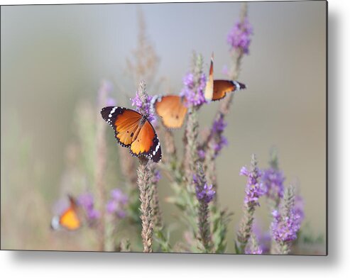 Butterfly Metal Print featuring the photograph Butterflies And Flowers ... by Natalia Rublina