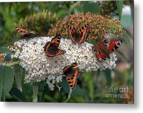 Lepidopterae Metal Print featuring the photograph Butterflies On A Butterfly Bush (buddleia Davidii) by Bob Gibbons/science Photo Library