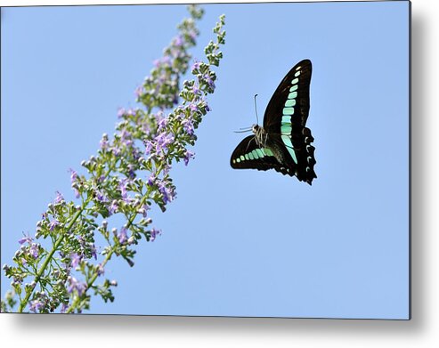 Insect Metal Print featuring the photograph Butterfly by Myu-myu