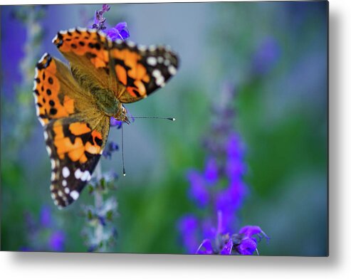 Butterfly Metal Print featuring the photograph Butterfly by Nicole Young