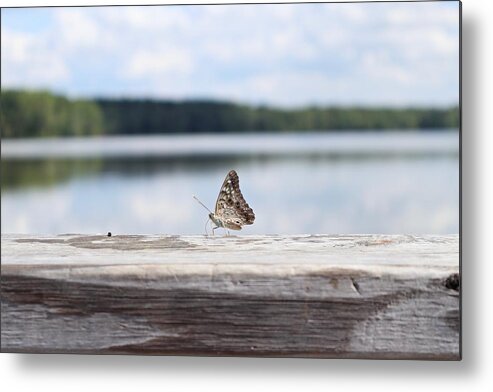 Outside Metal Print featuring the photograph Butterfly on Railing by Steven Gordon
