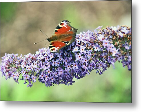 Chester Metal Print featuring the photograph Butterfly on the Buddleia by Lachlan Main