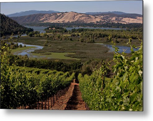 Scenics Metal Print featuring the photograph Cabernet Sauvignon Shines At Vigilance by George Rose