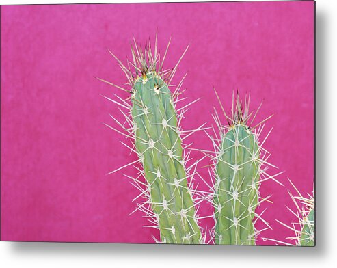 California Metal Print featuring the photograph Cactus Against A Bright Pink Wall by Tracy A. Flaming