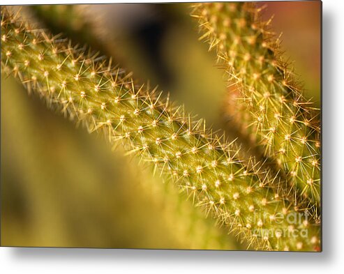 Cactus Fingers Ouch Spikes Metal Print featuring the photograph Cactus Fingers Ouch Spikes by Joy Watson