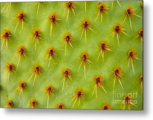 Small Metal Print featuring the photograph Cactus Macro by Photoloni