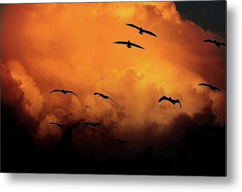 Birds In Flight Metal Print featuring the photograph California Exodus by Climate Change VI - Sales