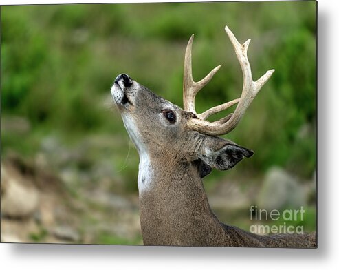 Deer Metal Print featuring the photograph Call to the wild by Sam Rino