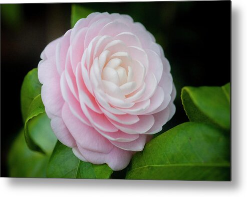 Camellia Metal Print featuring the photograph Camellias Japonica 004 by Rich Franco