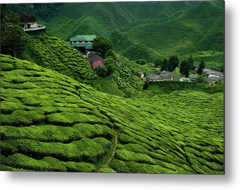 Tranquility Metal Print featuring the photograph Cameron Highlands, Malaysian Tea by Ania Blazejewska