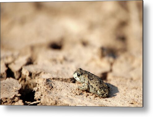 Shadow Metal Print featuring the photograph Camouflage by Carlosgb
