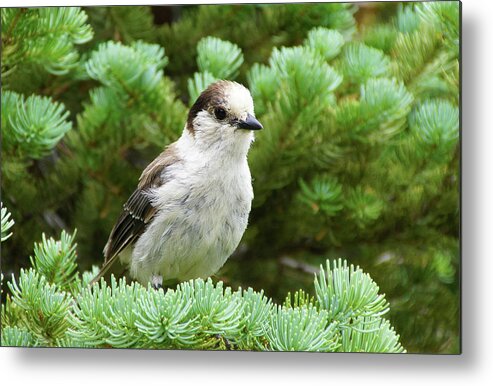 Jay Metal Print featuring the photograph Camprobber - the Gray Jay by Steve Estvanik