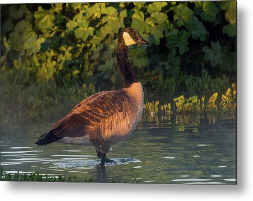 Canada Goose Metal Print featuring the photograph Canada Goose 0335-010719-1 by Tam Ryan