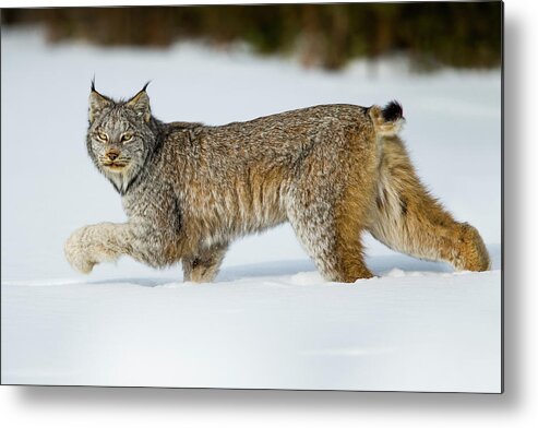 Sebastian Kennerknecht Metal Print featuring the photograph Canada Lynx In Winter by Sebastian Kennerknecht