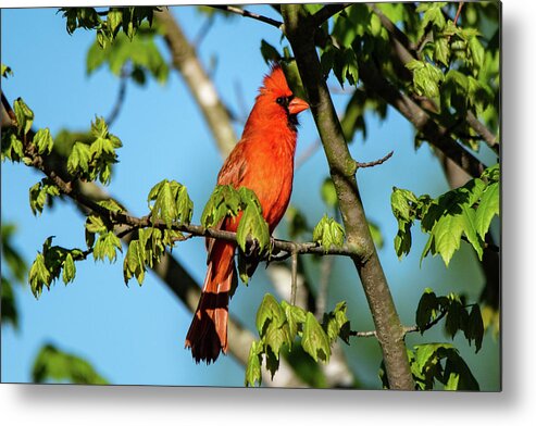 Male Cardinal Metal Print featuring the photograph Cardinal by Mary Ann Artz