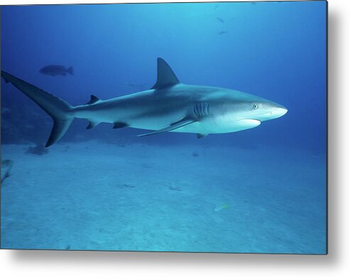 Underwater Metal Print featuring the photograph Caribbean Reef Shark by Tammy616
