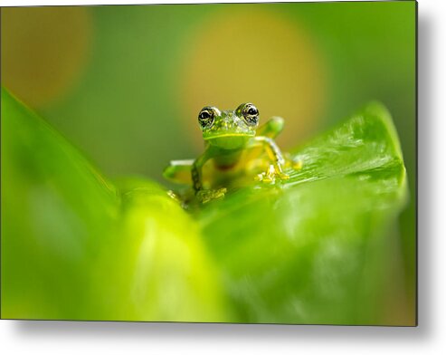 Nature Metal Print featuring the photograph Cascade Glass Frog by Milan Zygmunt