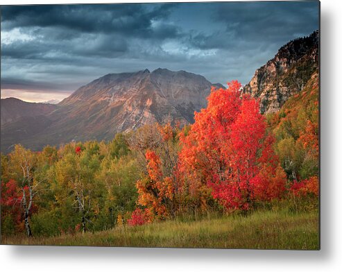 Red Metal Print featuring the photograph Cascade Meadows Red Maple by Wasatch Light