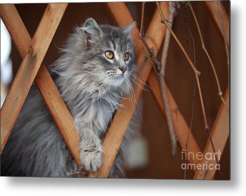 Small Metal Print featuring the photograph Cat by Alexey U