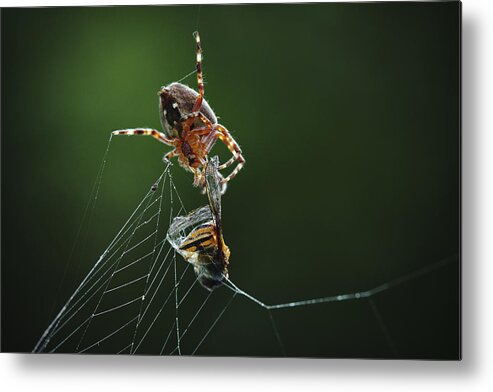 Macro Metal Print featuring the photograph Catch Of The Day by Niels Christian Wulff