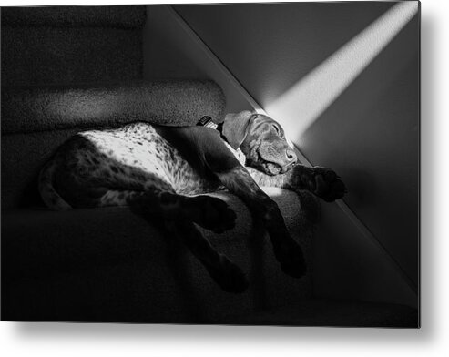 Dog Metal Print featuring the photograph Catch The Sun by Denise LeBleu