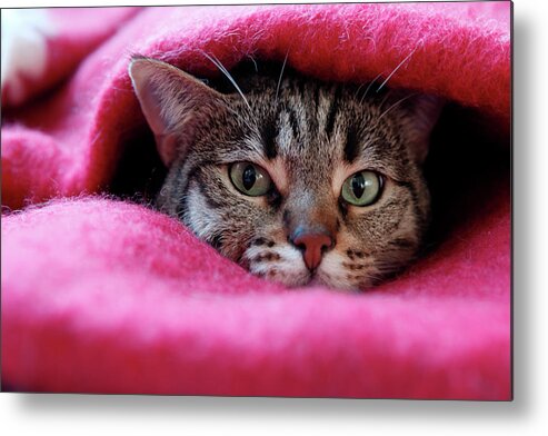 Pets Metal Print featuring the photograph Cats Den by Christian Jacquet