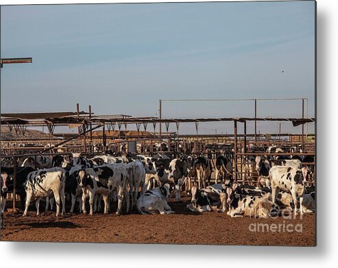 Agricultural Metal Print featuring the photograph Cattle Farm by Citizen Of The Planet/ucg/universal Images Group/science Photo Library
