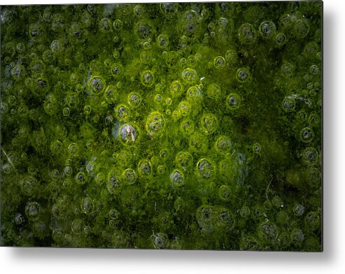 Macro Metal Print featuring the photograph Cells by Takumi Takemura