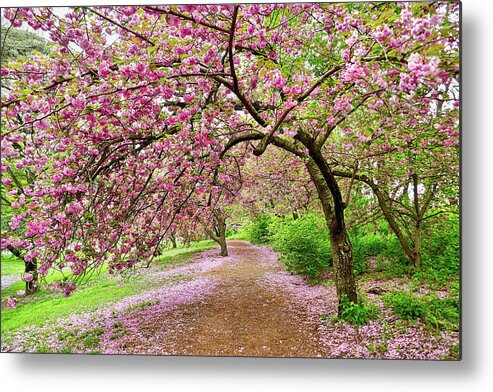 Color Photography Cherry Blossoms Trees Metal Print featuring the photograph Central Park Cherry blossoms by Joan Reese