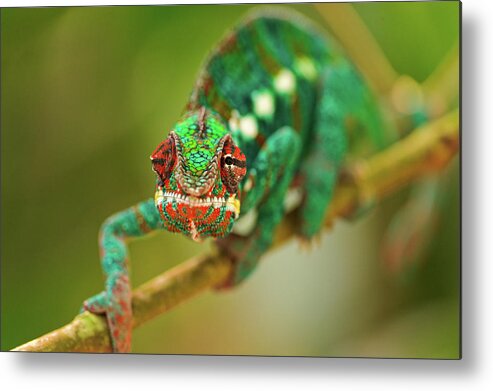 Zurich Metal Print featuring the photograph Chameleon by Picture By Tambako The Jaguar