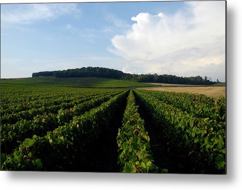 In A Row Metal Print featuring the photograph Champagne Vineyards by Matthieu Boichard