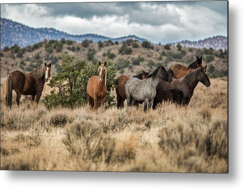  Metal Print featuring the photograph Chases band by John T Humphrey