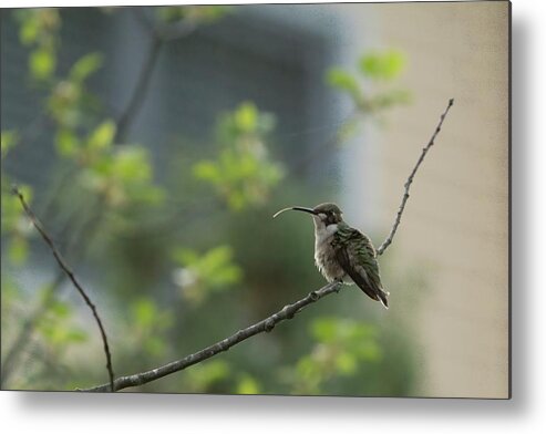 America Metal Print featuring the photograph Cheeky Hummingbird by Jeff Folger