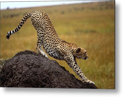 Kenya Metal Print featuring the photograph Cheetah Acinonyx Jubatus Stretching On by Art Wolfe