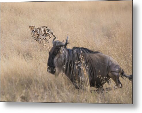 Cheetah Metal Print featuring the photograph Cheetah Hunting - 2 by Jun Zuo