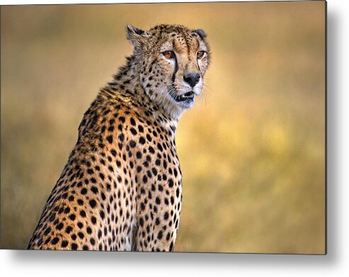 Africa Metal Print featuring the photograph Cheetah Portrait by Xavier Ortega