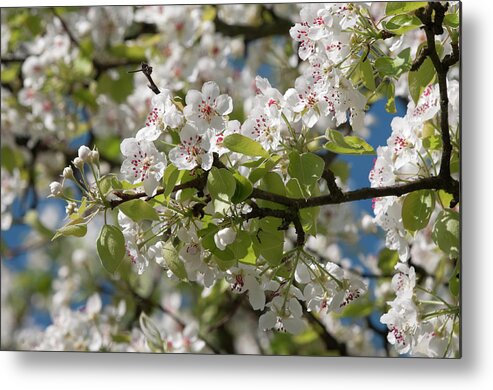 Bud Metal Print featuring the photograph Cherry Blossom by Fotoclick