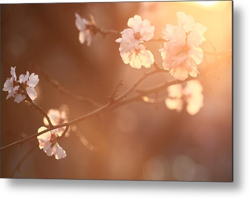 Petal Metal Print featuring the photograph Cherry Blossom by Rolfo Rolf Brenner