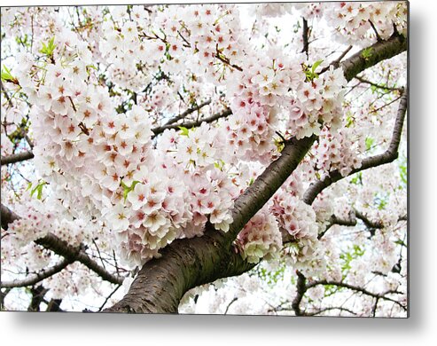 Outdoors Metal Print featuring the photograph Cherry Blossom by Sky Noir Photography By Bill Dickinson