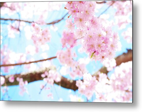 Outdoors Metal Print featuring the photograph Cherry Blossoms At Garden, Kyoto by Marser